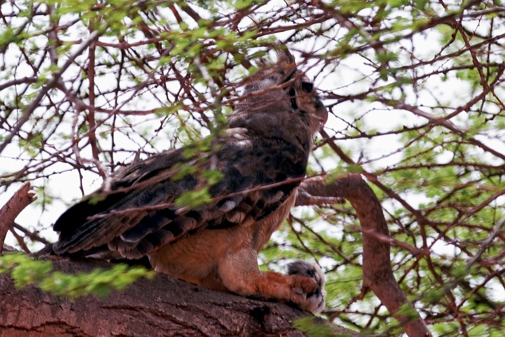 Kenia (362).jpg